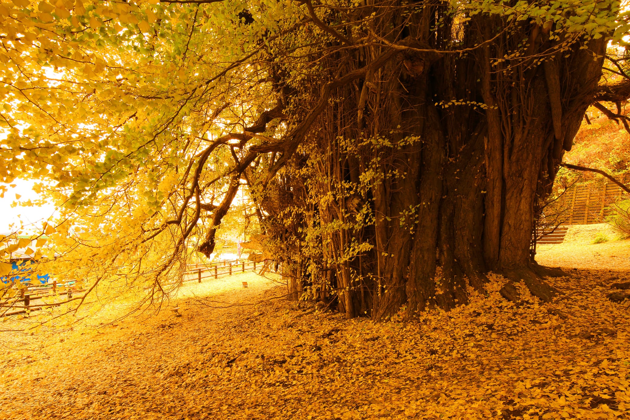 Ancient ginkgo tree in golden autumn colour at a Japanese garden